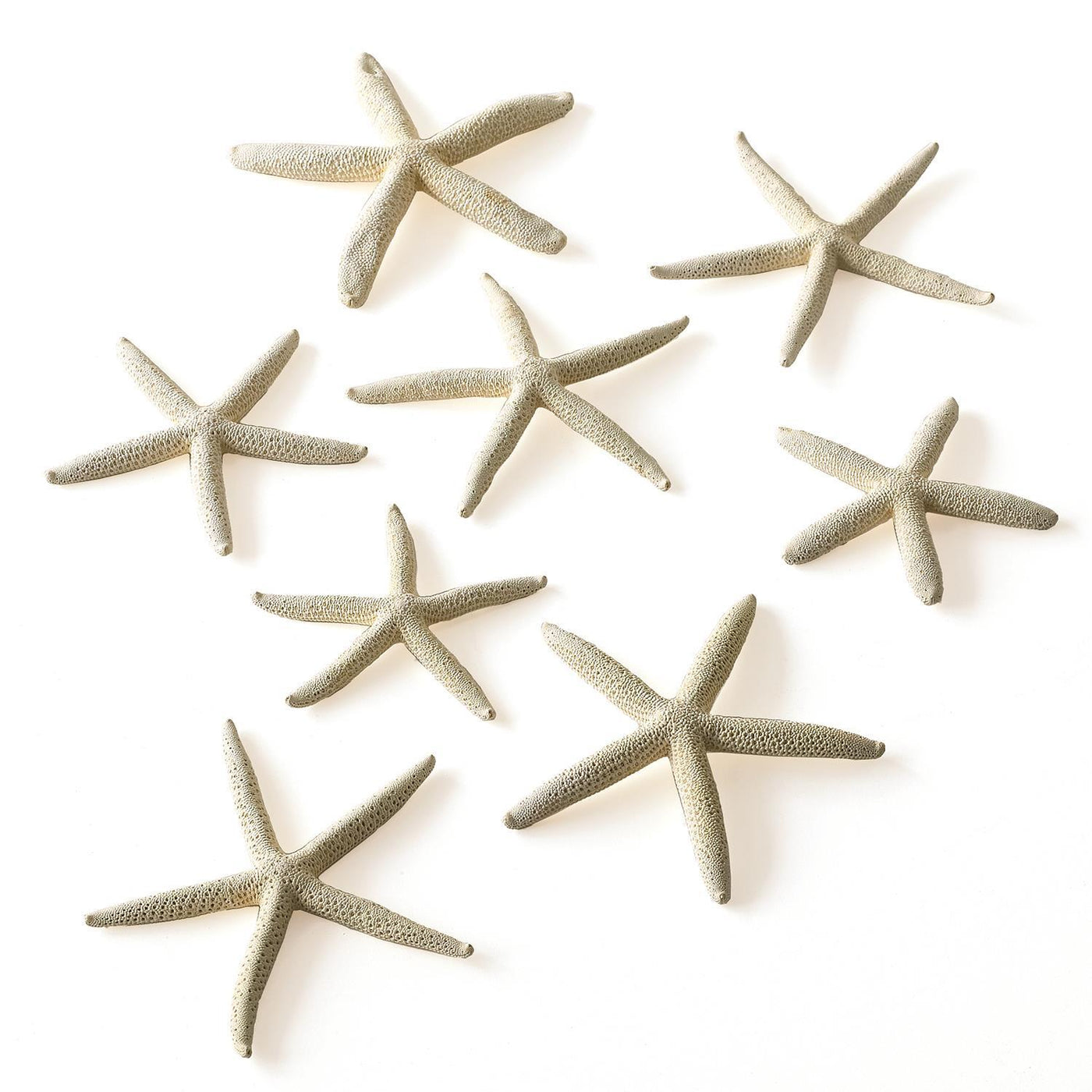 White Finger Starfish - Set of 10