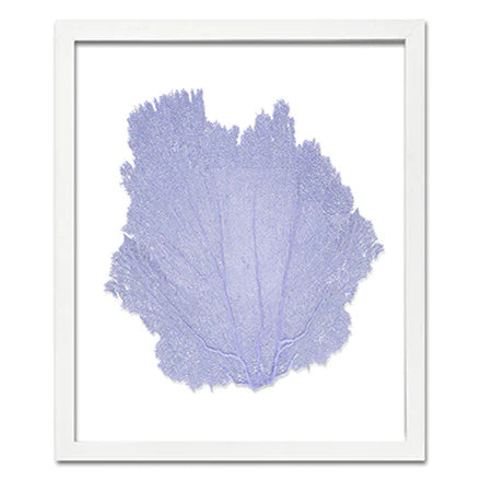 Framed Sea Fan - Larkspur