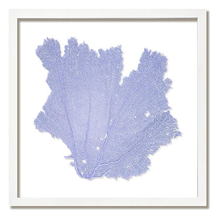 Framed Sea Fan - Larkspur