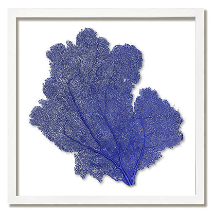 Framed Sea Fan - Navy