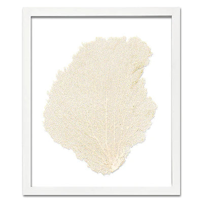 Framed Sea Fan - Oyster