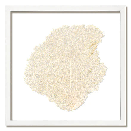 Framed Sea Fan - Oyster