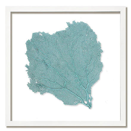 Framed Sea Fan - Teal